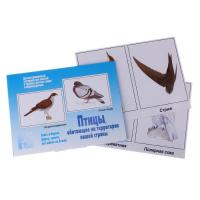 Демонстративные карточки "Птицы нашей страны"
