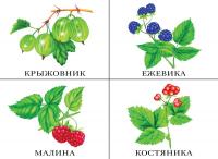 Демонстрационные карточки "Что в моей корзинке (овощи, фрукты, ягоды, грибы)"